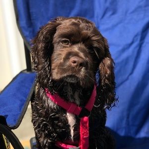 Meet your Posher, Grace